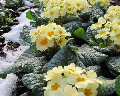 迎春花有哪些品种？迎春花的种植和养护方法是什么？