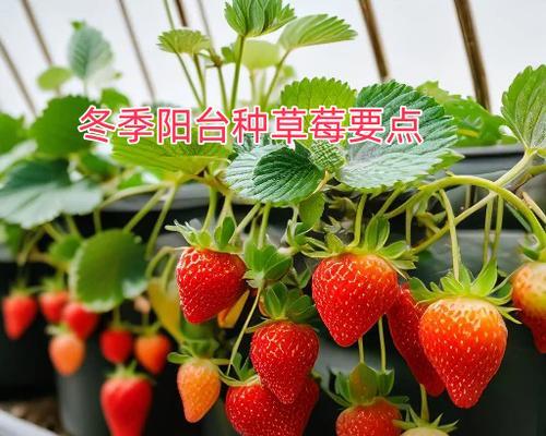 草莓盆栽种植技巧有哪些？如何让草莓盆栽结果更多？