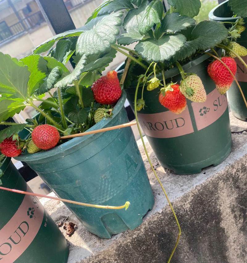 草莓盆栽种植技巧有哪些？如何让草莓盆栽结果更多？