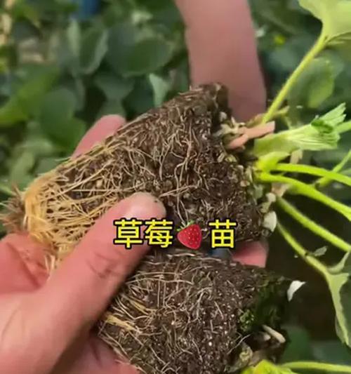 草莓盆栽种植技巧有哪些？如何让草莓盆栽结果更多？