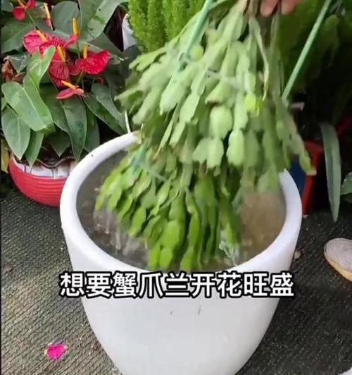蟹爪兰不开花怎么办？