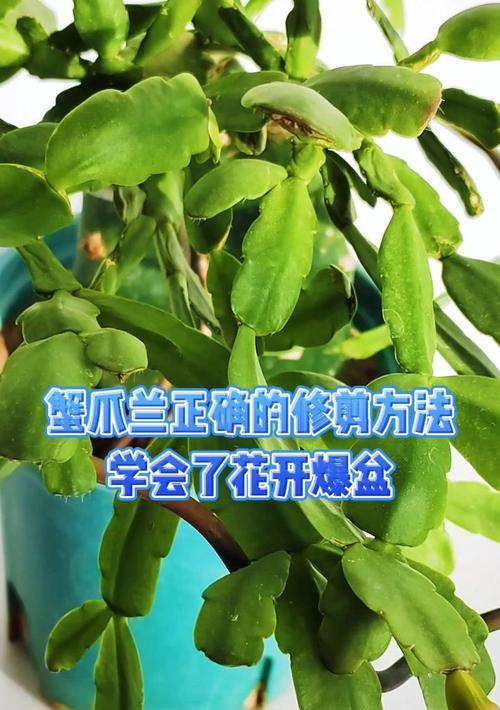 蟹爪兰不开花怎么办？