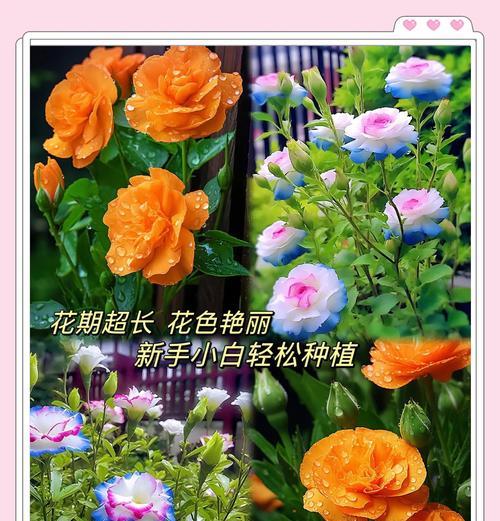 洋桔梗有哪些美丽品种？洋桔梗品种的特点是什么？