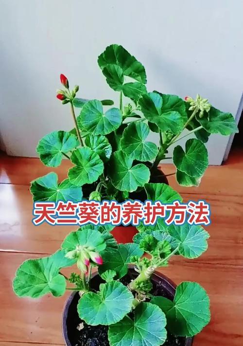 天竺葵的花语有哪些含义？