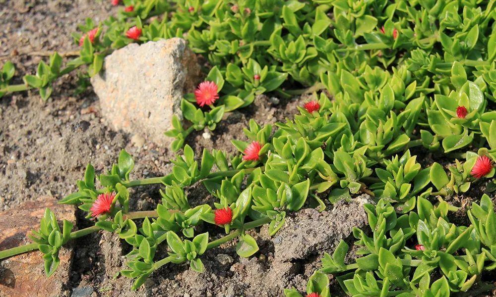 怎么种植花种才能保证成活率？