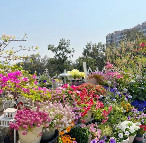 怎么种植花种才能保证成活率？