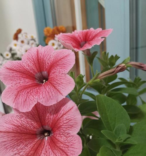 怎么种植花种才能保证成活率？