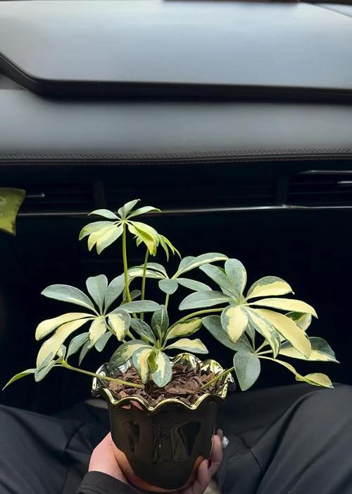 鸭脚木的开花时间及养护技巧是什么？