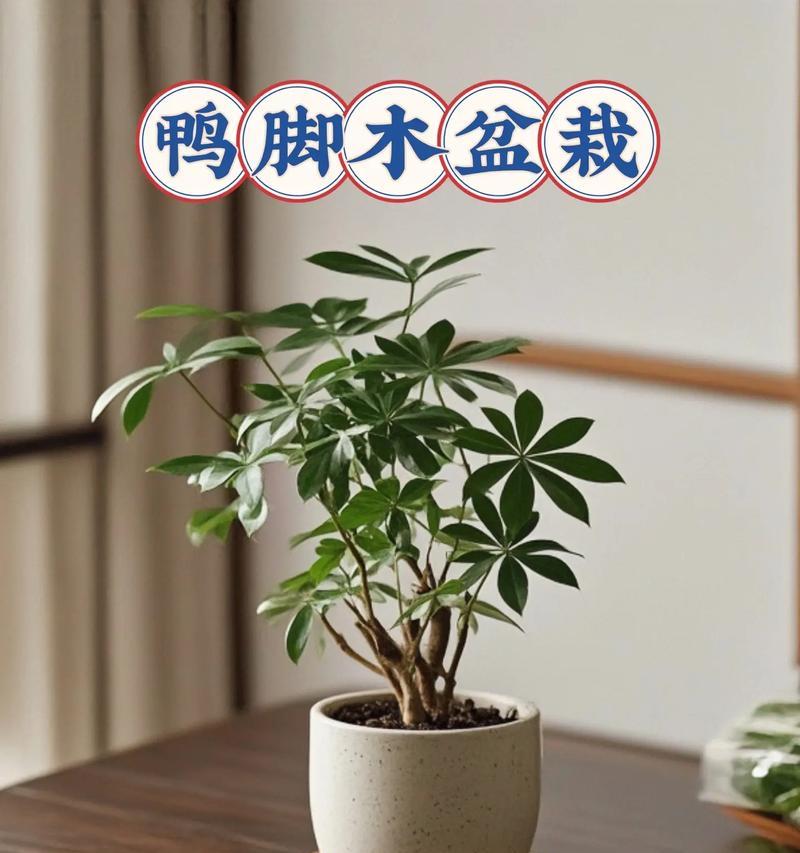 鸭脚木的开花时间及养护技巧是什么？