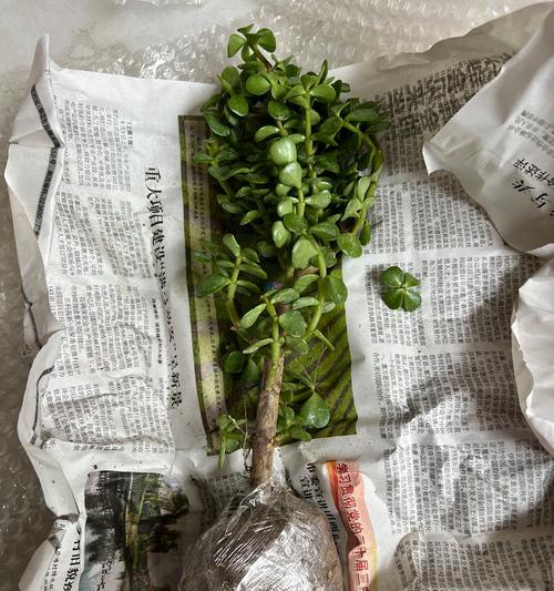 燕子掌品种繁多，哪种最适合室内养殖？