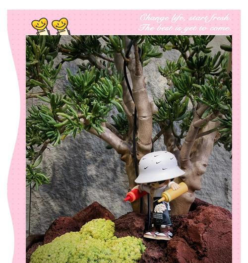 燕子掌品种繁多，哪种最适合室内养殖？