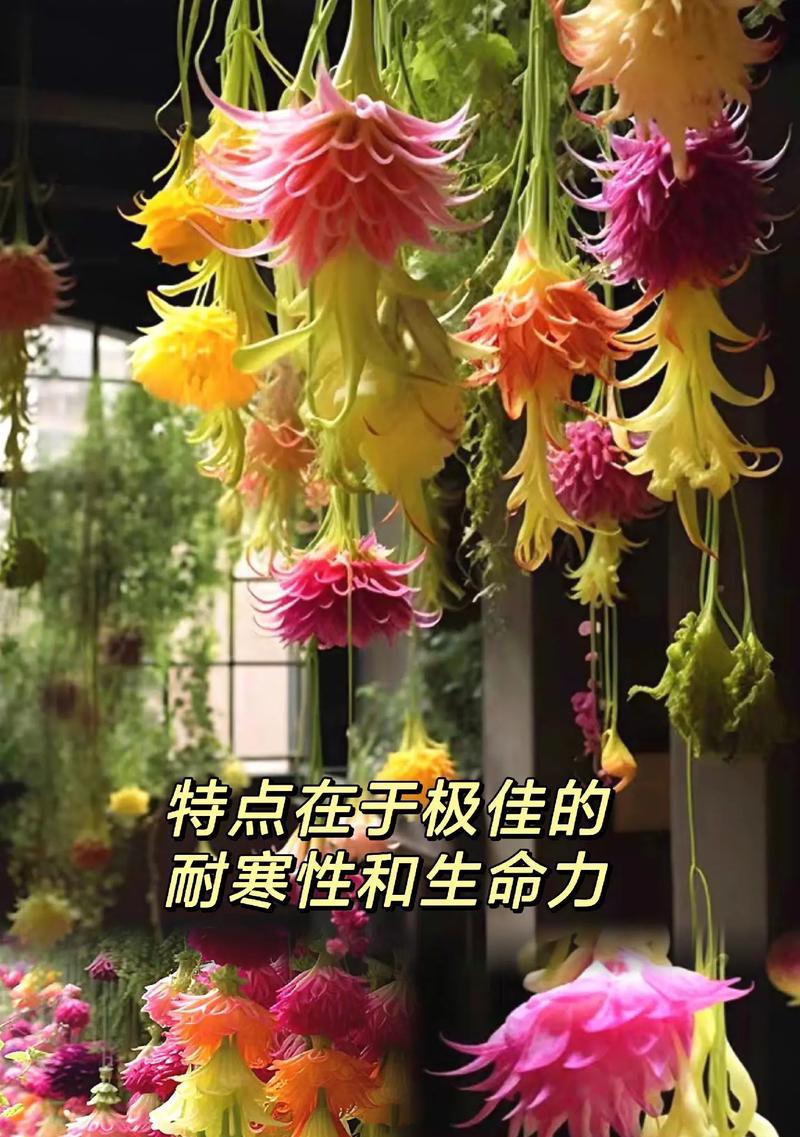 垂吊花卉有哪些？垂吊植物的选择和养护技巧是什么？