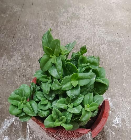垂吊花卉有哪些？垂吊植物的选择和养护技巧是什么？