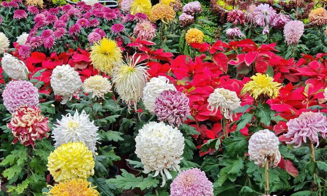 菊花有哪些种类？不同种类的菊花有哪些特点？