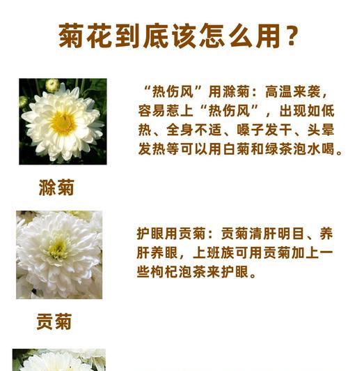 菊花有哪些种类？不同种类的菊花有哪些特点？