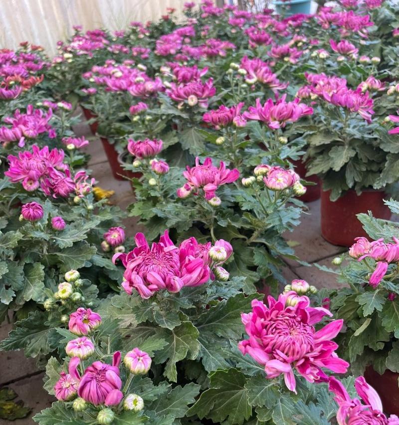 菊花有哪些种类？不同种类的菊花有哪些特点？