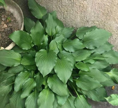 冬天有哪些植物可以种植？这些植物耐寒吗？