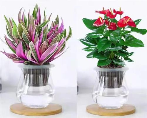 什么花可以净化空气？常见室内花卉的作用是什么？