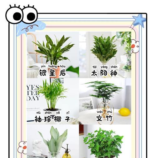什么花可以净化空气？常见室内花卉的作用是什么？