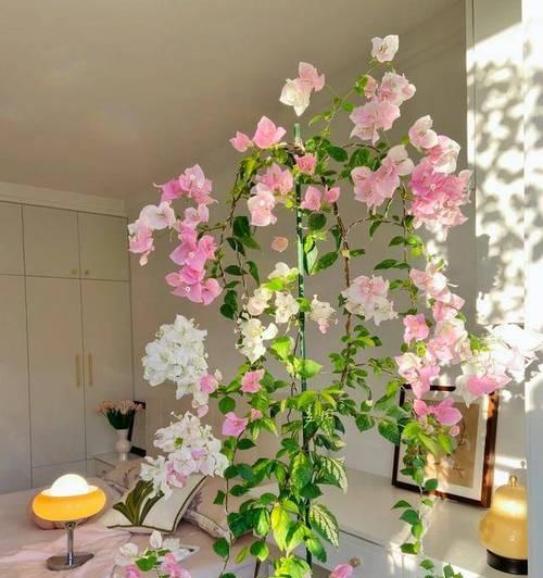 什么花可以净化空气？常见室内花卉的作用是什么？