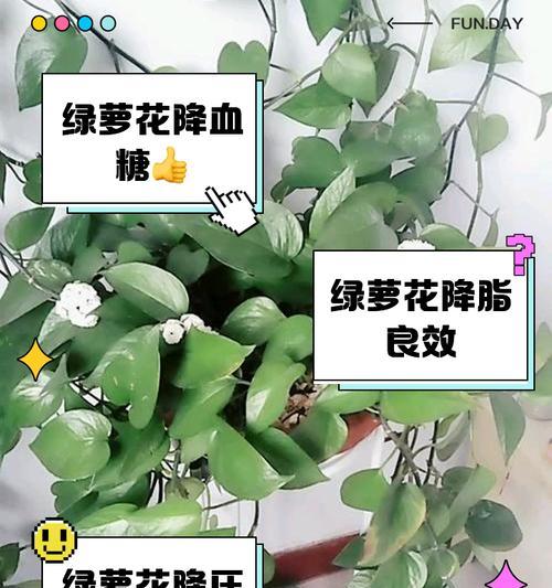 绿萝花的培养技巧和常见问题解答？