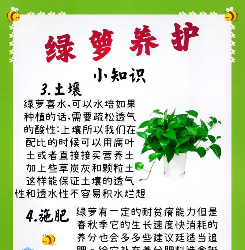 绿萝花的培养技巧和常见问题解答？