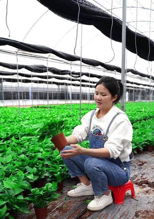 绿萝大棚种植方法是什么？如何保证其高产？