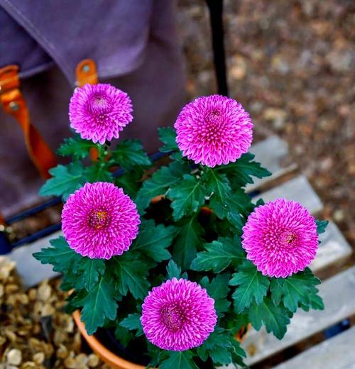 乒乓菊的花语代表什么？乒乓菊有哪些花语含义？