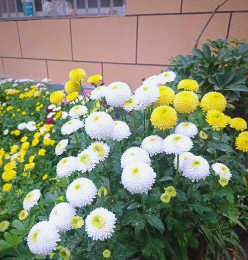 乒乓菊的花语代表什么？乒乓菊有哪些花语含义？