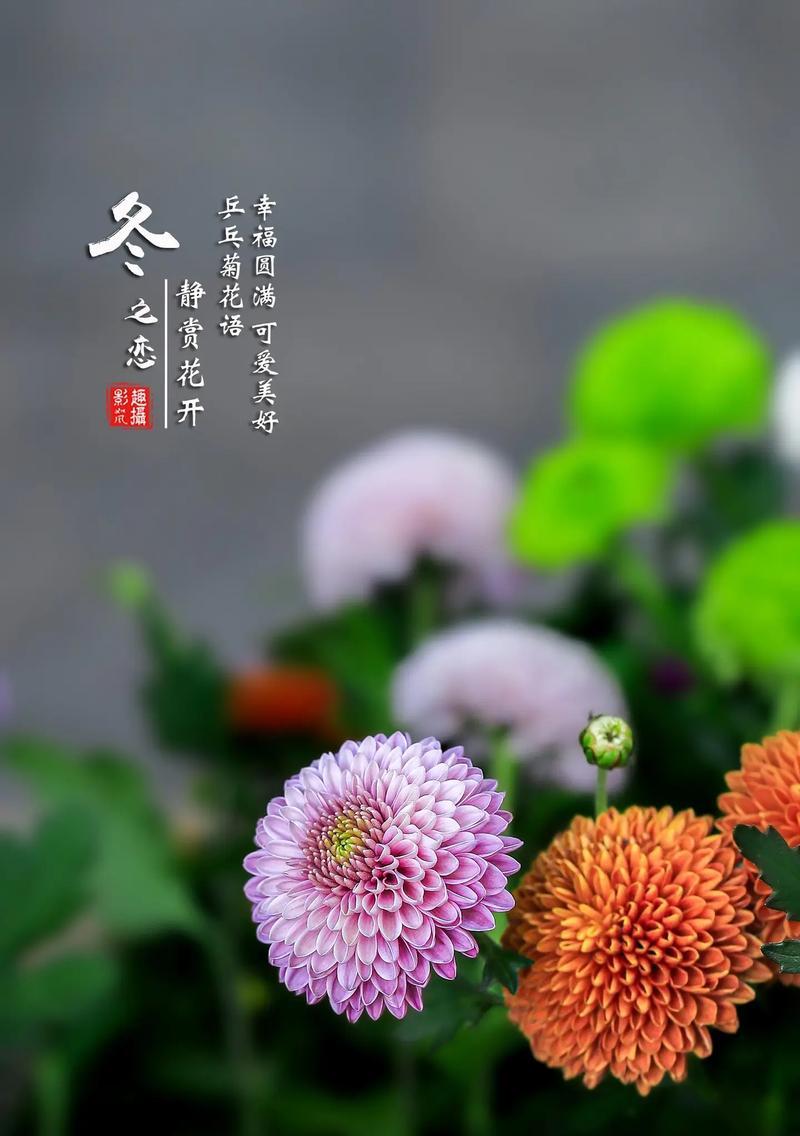 乒乓菊的花语代表什么？乒乓菊有哪些花语含义？