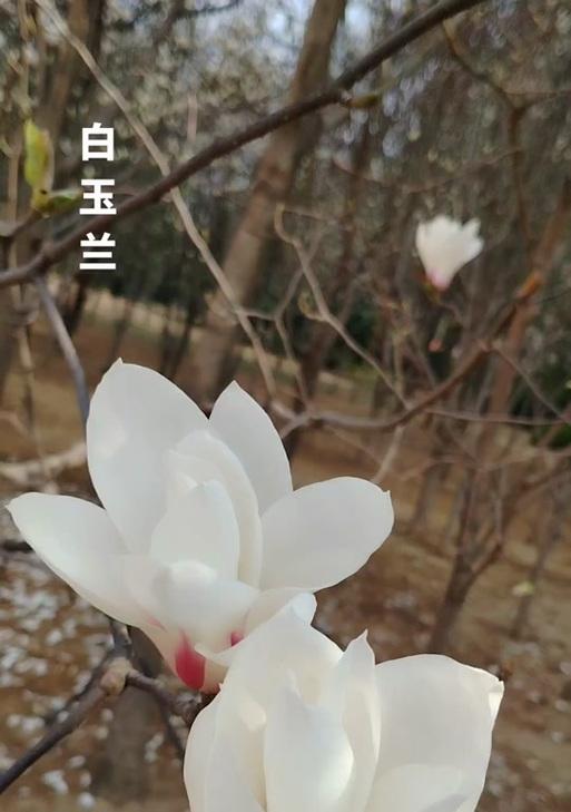 白玉兰的繁殖方法是什么？