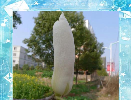 白玉兰的繁殖方法是什么？