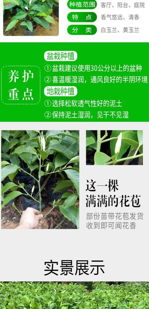 白玉兰的繁殖方法是什么？