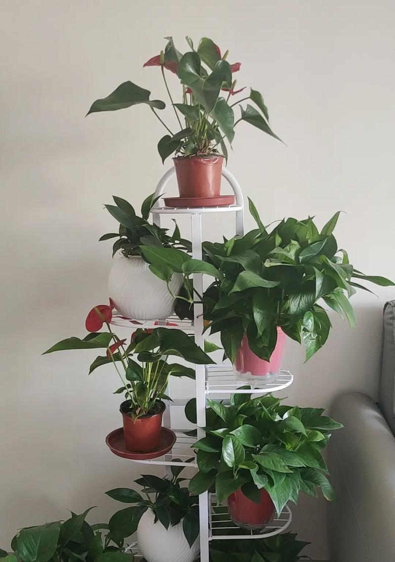 什么植物最好种且适合室内？