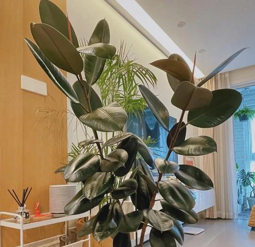 什么植物最好种且适合室内？