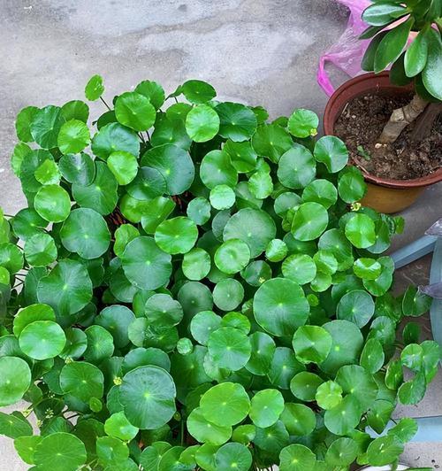 什么植物最好种且适合室内？