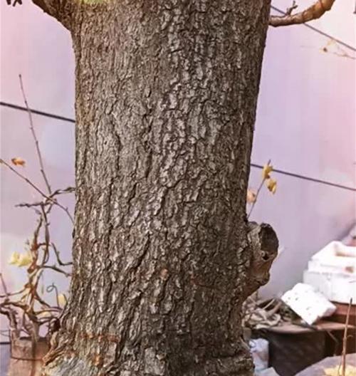 银杏树盆景制作方法是什么？