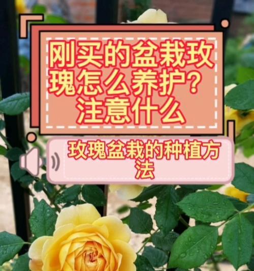 玫瑰花的养护技巧和常见问题是什么？