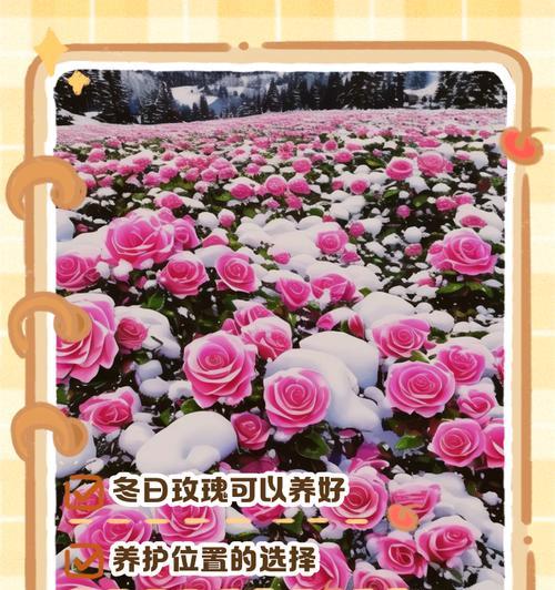 玫瑰花的养护技巧和常见问题是什么？