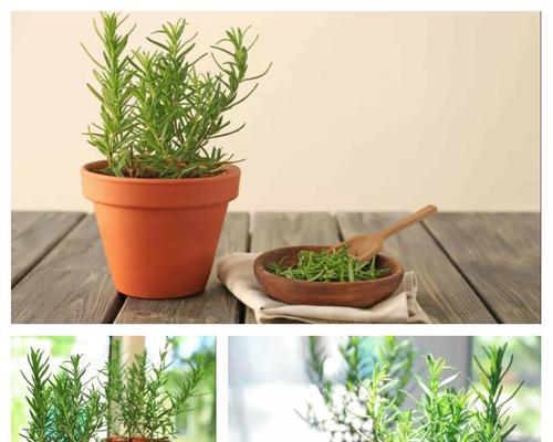 迷迭香种植的土壤选择是什么？