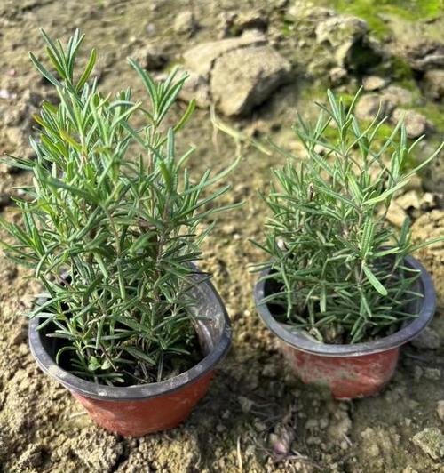 迷迭香种植的土壤选择是什么？