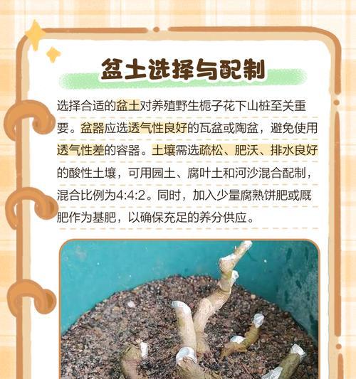 枝枝花的养殖技巧有哪些？如何保证其茁壮成长？