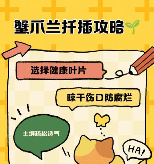 蟹爪兰扦插需要注意什么？怎样提高成功率？