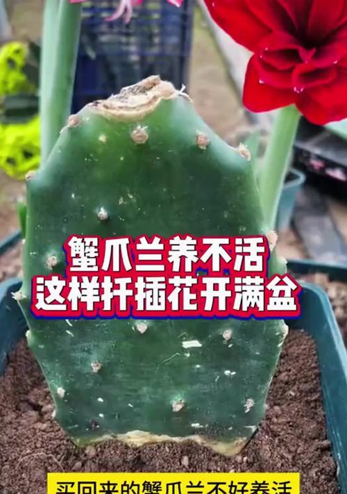 蟹爪兰扦插需要注意什么？怎样提高成功率？