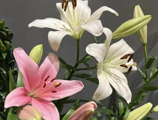 哪些花最吸引人？如何选择？