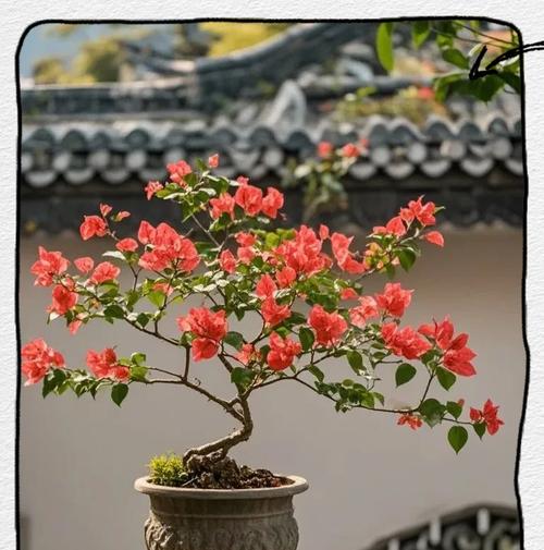 哪些花最吸引人？如何选择？