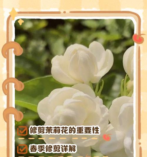 茉莉花修剪的最佳实践是什么？