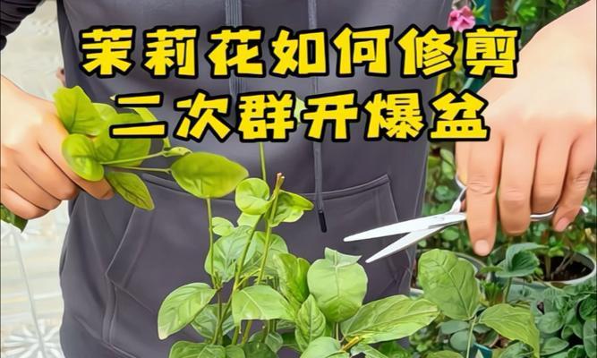 茉莉花修剪的最佳实践是什么？