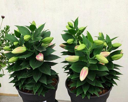 室内最适合养殖哪些大型花卉？