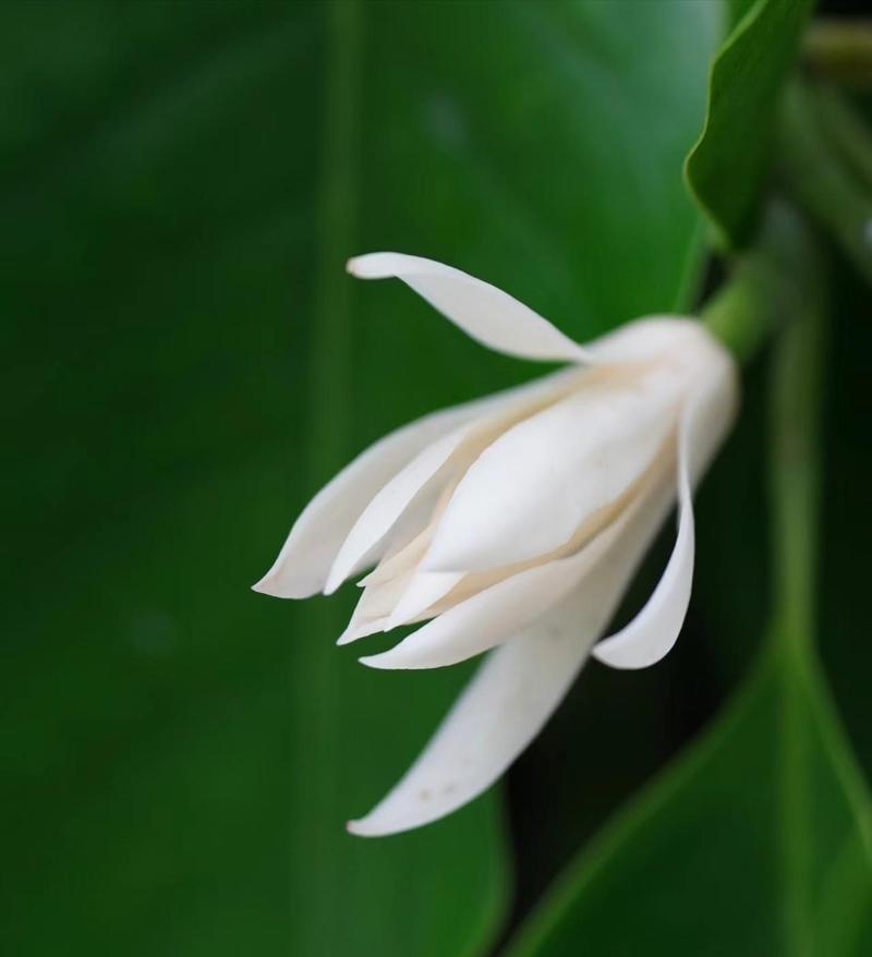 白玉兰花的养殖方法有哪些？